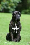 CANE CORSO 1256